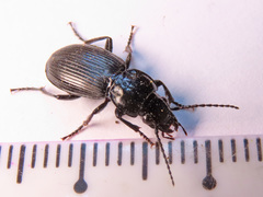 Pterostichus aethiops