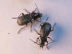 Pterostichus aethiops