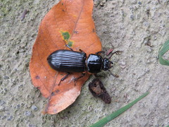 Odontotaenius