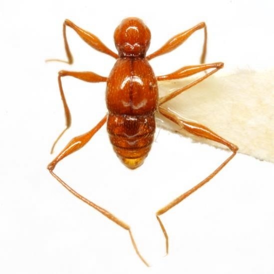Texamaurops