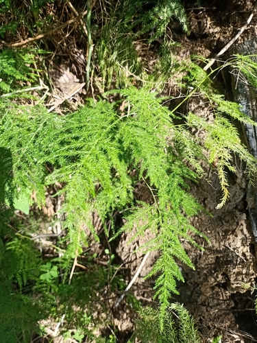 Asparagus setaceus