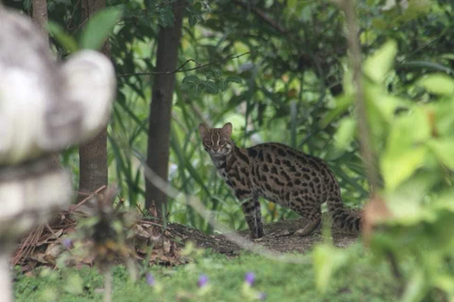 Indochinese Leopard Cat