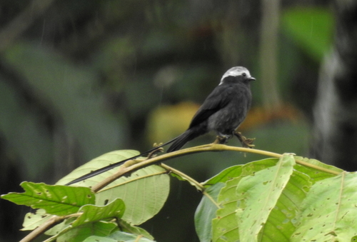 Colonia colonus