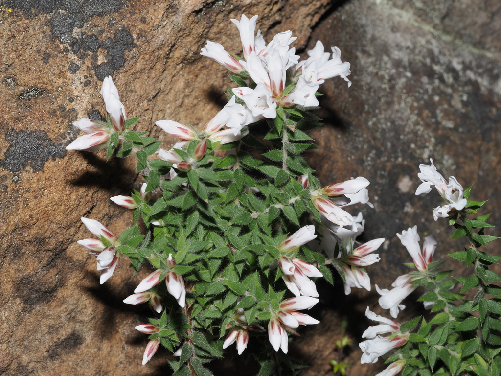 Epacris hamiltonii