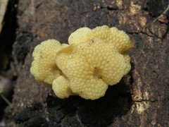 Favolaschia calocera