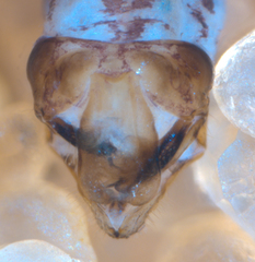 Philotarsus californicus