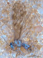 Philotarsus californicus