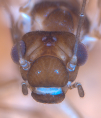 Elipsocus hyalinus