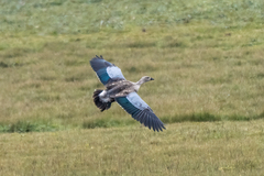 Blue-Winged Goose photo 3