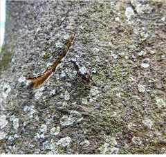 Phaenithon curvipes