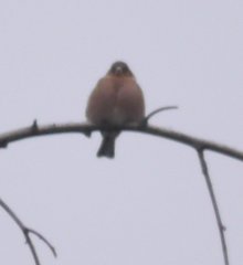 Fringilla coelebs coelebs