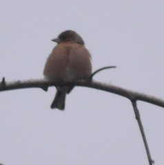 Fringilla coelebs coelebs