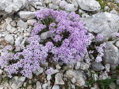 Noccaea rotundifolia