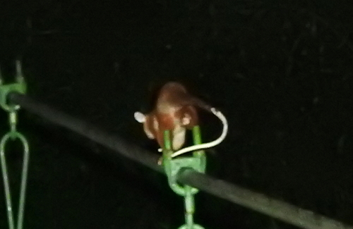 Caluromys derbianus