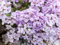 Noccaea rotundifolia