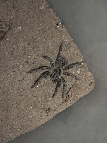 Lycosa shansia