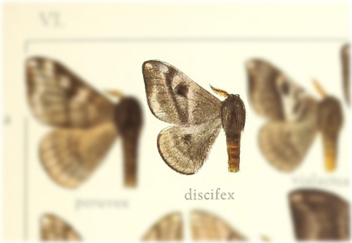 Hylesia discifex