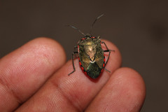 Rhyssocephala
