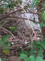 Turdus rufiventris