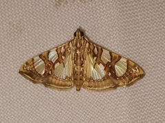 Glyphodes sibillalis