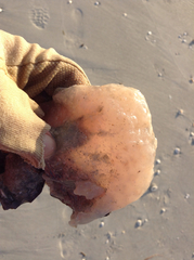 Atlantic Sea Pork photo 3