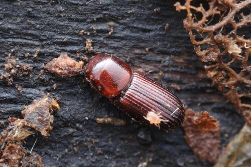 Saprosites natalensis