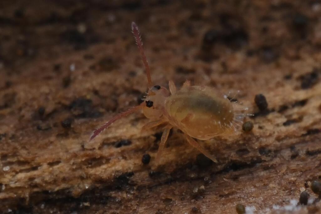 Dicyrtomina signata