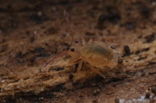 Dicyrtomina signata