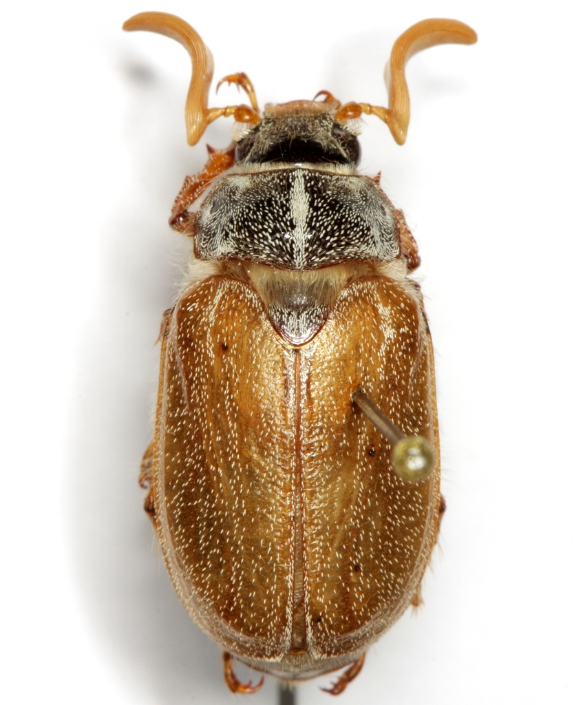 Polyphylla pottsorum