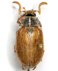 Polyphylla pottsorum