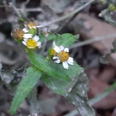 Galinsoga quadriradiata
