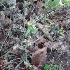 Galinsoga quadriradiata