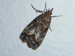 Eudonia legnota