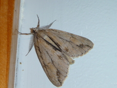 Pseudocoremia lupinata