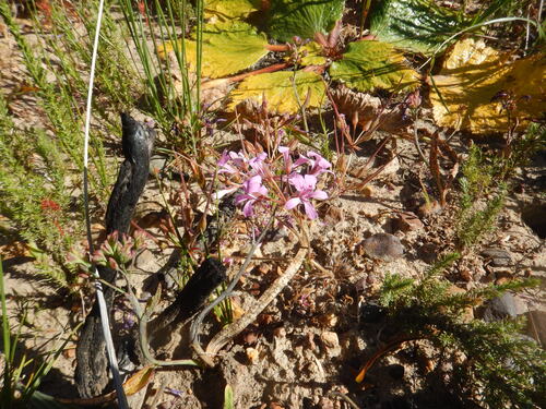 Swallow Storksbill (Pelargonium chelidonium)