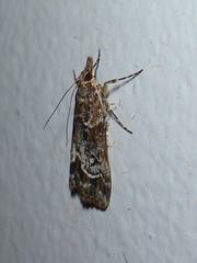 Eudonia legnota