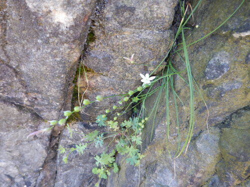 Geissorhiza ramosa