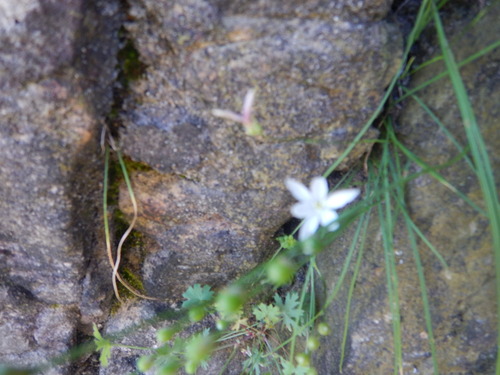 Geissorhiza ramosa