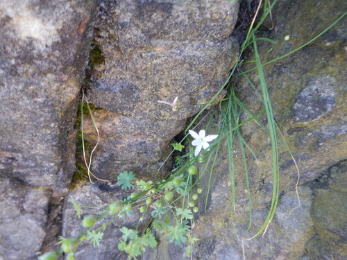 Geissorhiza ramosa