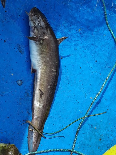Darkfin eeltail catfish (Plotosus limbatus) — Plotosidae — 5