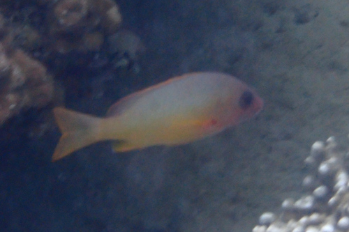 Lutjanus boutton observed 2025-10-18