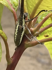 Neoptychodes trilineatus image