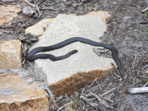 Red-bellied Black Snake sighting
