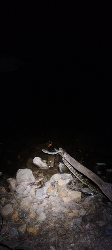 Coastal Carpet Python sighting
