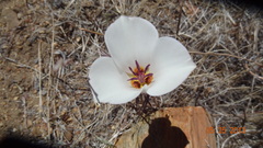 Calochortus