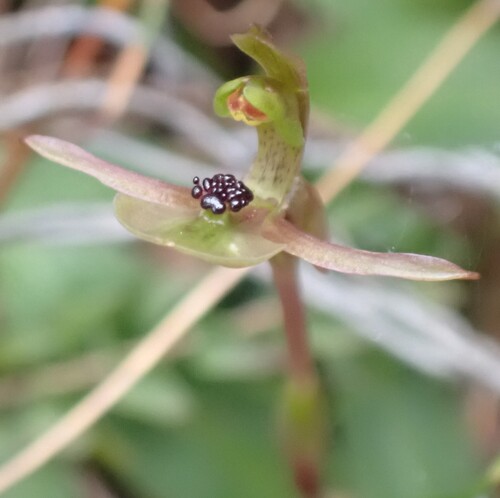 dainty bird-orchid (Chiloglottis trapeziformis)