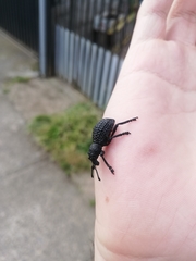 Aegorhinus superciliosus