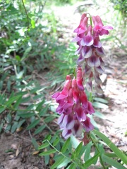 Vicia magellanica