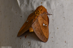 Syssphinx blanchardi