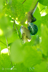 Blue Speckled Tree Monitor photo 3